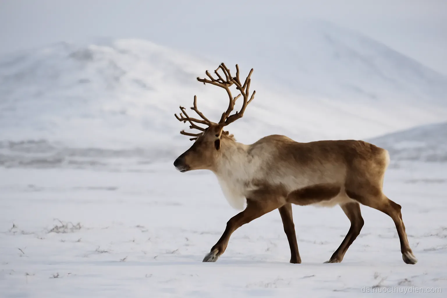 Reindeer moving across open snow-covered tundra with low hills behind, no readable text